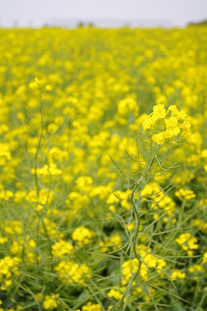 菜の花