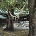 Photos: 夫婦楠