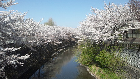 恩田川の桜1