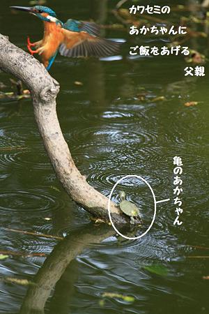 子亀