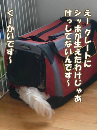 100503 くーかい of the day