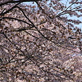 Photos: 大通公園の桜