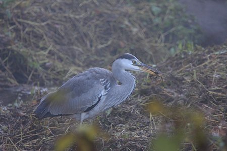 2009.12.06　和泉川　アオサギ　朝食