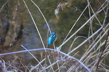 2009.12.23　和泉川　カワセミ