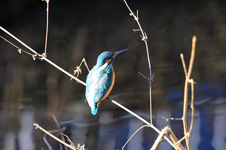 2010.01.07　和泉川　カワセミ-1