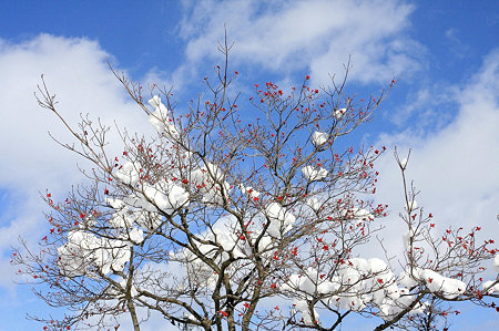 2010.01.15　八戸　ハナミズキに雪と雲