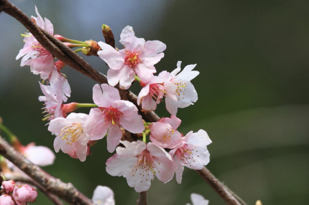 2010.03.01 千葉 勝浦ビックひな祭り 旧行川小学校 早桜