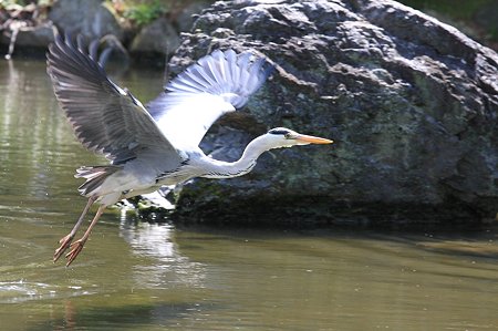 2010.04.30　丸山公園　アオサギ飛び出して