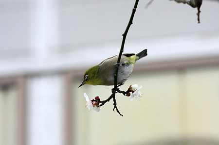 2011.02.12　和泉川　メジロ