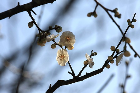 2011.02.16　大池公園　梅-咲き競い