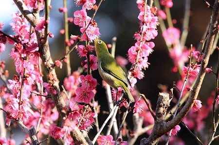2011.02.25　和泉川　メジロ　背伸び