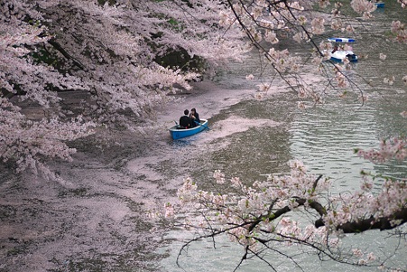 2011.04.11　皇居　北の丸公園　千鳥ヶ淵-6