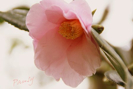 camellia..
