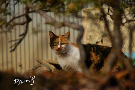弘明寺の猫さん。。