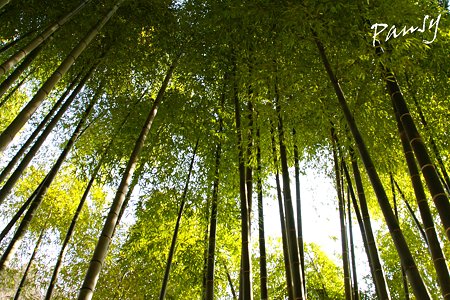 朝日の竹林・・