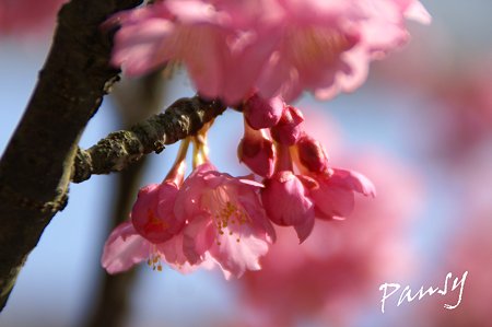 河津桜~♪