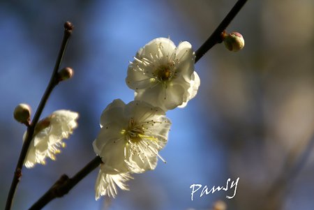 重なる花弁・・