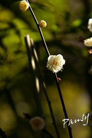 早春の三渓園・・5