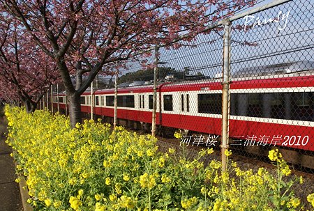 河津桜咲く・・三浦海岸・・4
