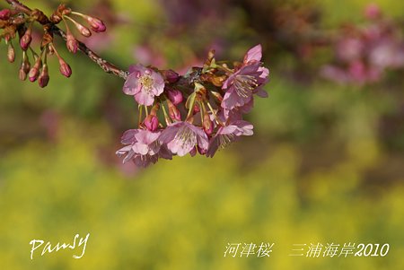 河津桜咲く・・三浦海岸・・6