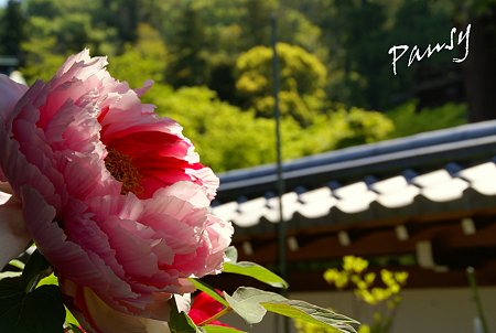 牡丹咲く寺院・・2