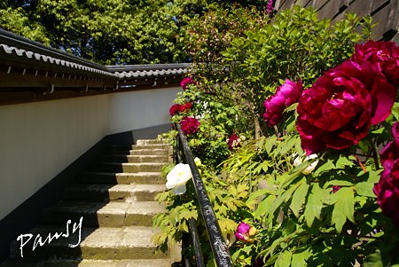牡丹咲く寺院・・3
