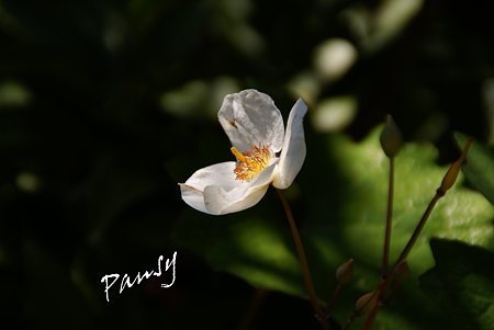 snow poppy しらゆきげし・・