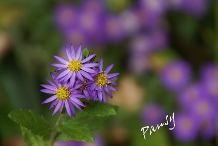 purple..
