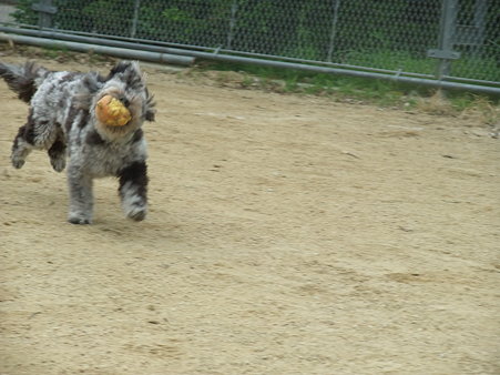 遊びまくらせ