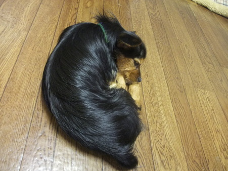 大人しくねんね