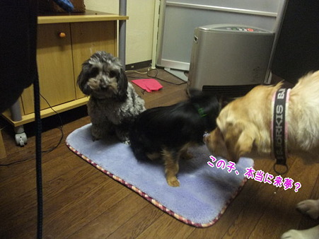 昨日とは別犬