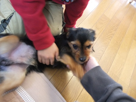 お兄ちゃんになでなでしてもう来夢