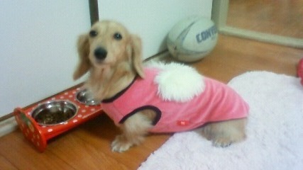 天使の羽♪