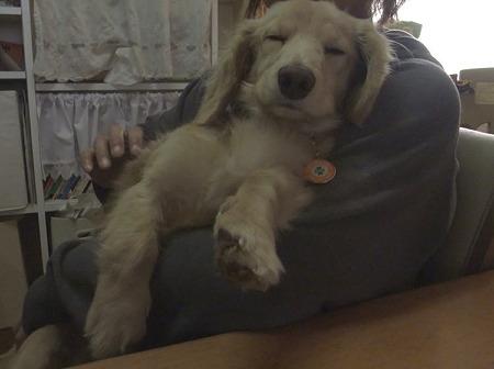 仔犬顔のTO-Y