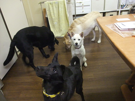 目がないイブ
