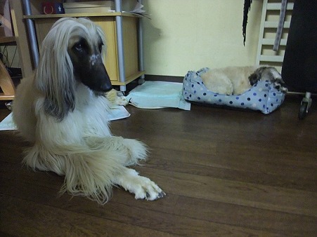 保護犬チーム