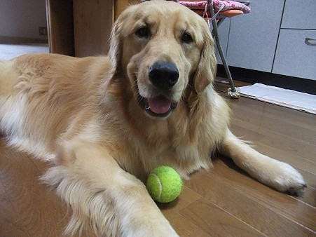 情けないお顔の北斗