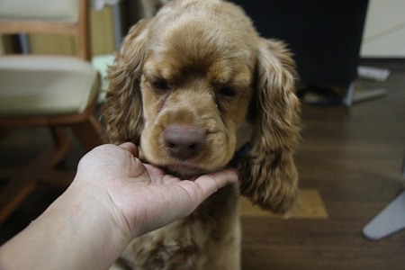 どう、男前でしょ~・・・(=^w^)ぷぷっ!
