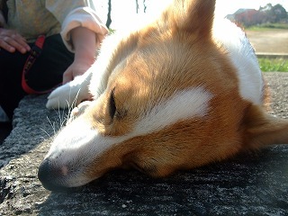 2009_1123岡山にて0210