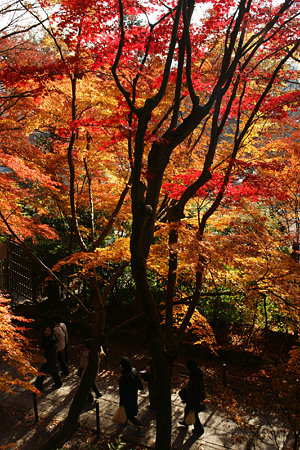 紅葉の参道を上から!(091130)