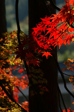 紅葉の姿光明寺!(091130)