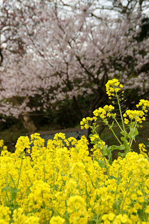 菜の花と桜!(100317)