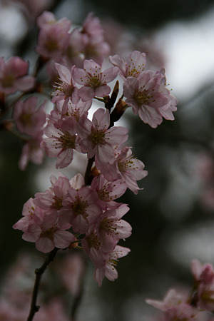 早咲き桜”春めき”!(100317)