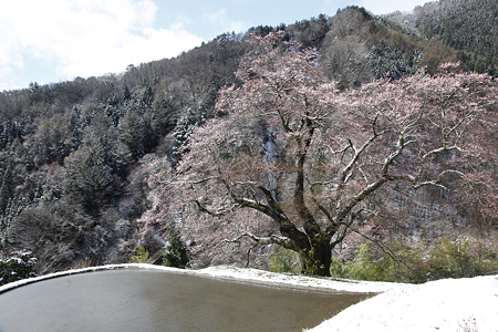 駒つなぎの桜 - 02
