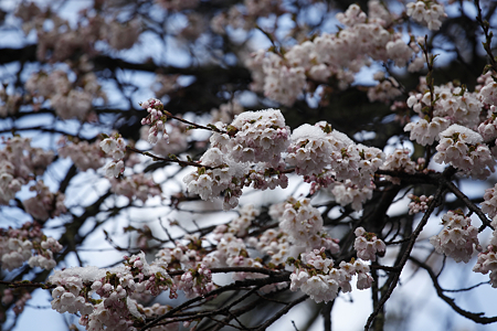 信濃比叡の桜 - 09