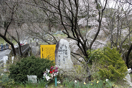 黒船桜 - 01