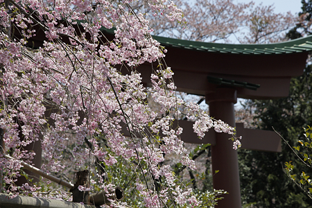 弥彦神社 - 14
