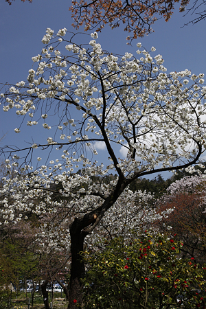 弥彦神社 - 16