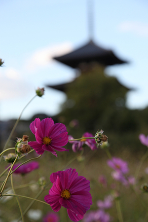 法起寺 - 16