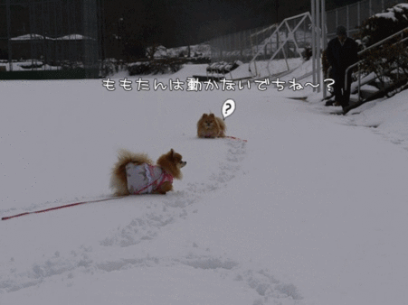 雪遊び?